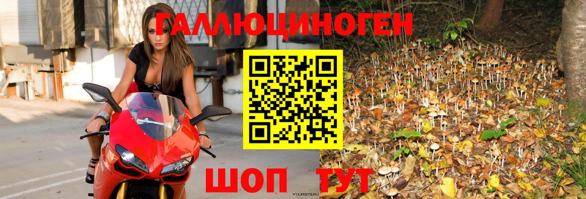 Рассказово  Псилоцибиновые грибы Psilocybine cubensis  Вход с VPN 